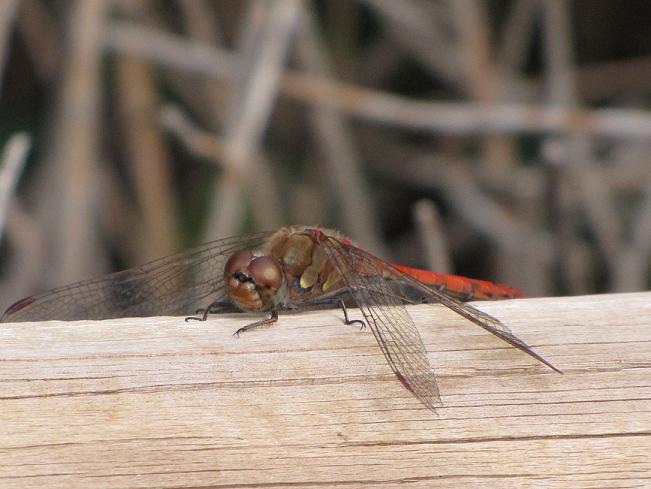 Libellula - Sympetrum striolatum (maschio)